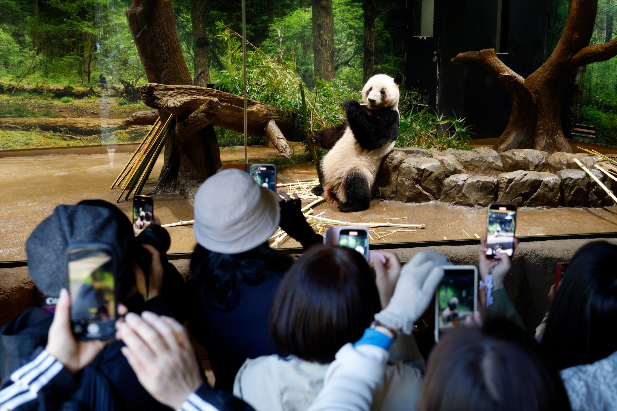 Mizzima - Visitors take pictures of giant panda Lei Lei eating bamboo ...
