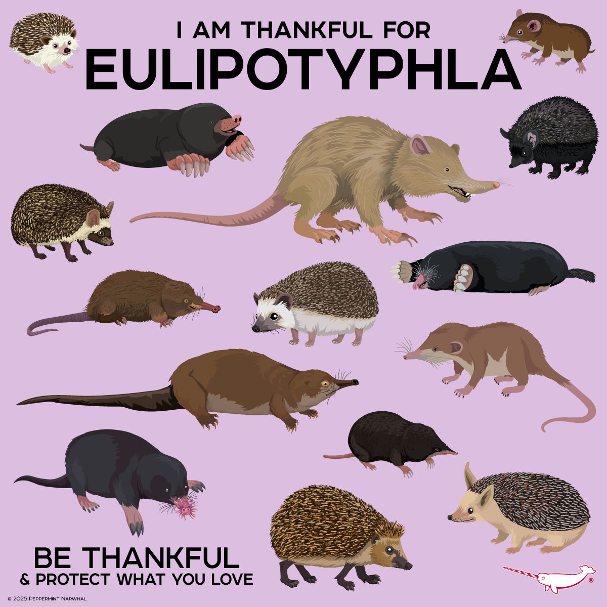 Peppermint - I AM THANKFUL FOR: Eulipotyphla Eulipotyphla is an order ...