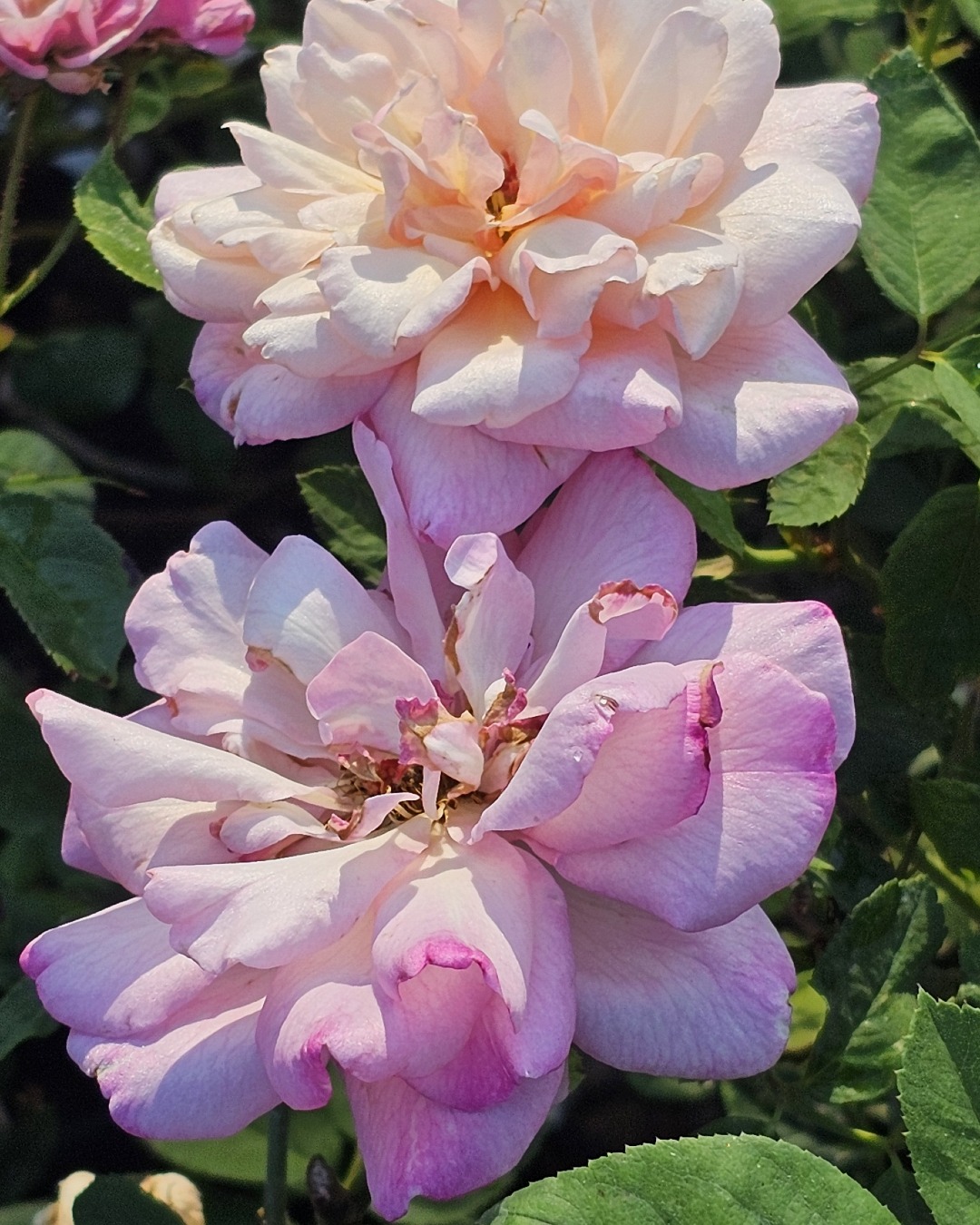 Antique - 🌹 FAQ: If I order a rose, what all am I getting for the price ...