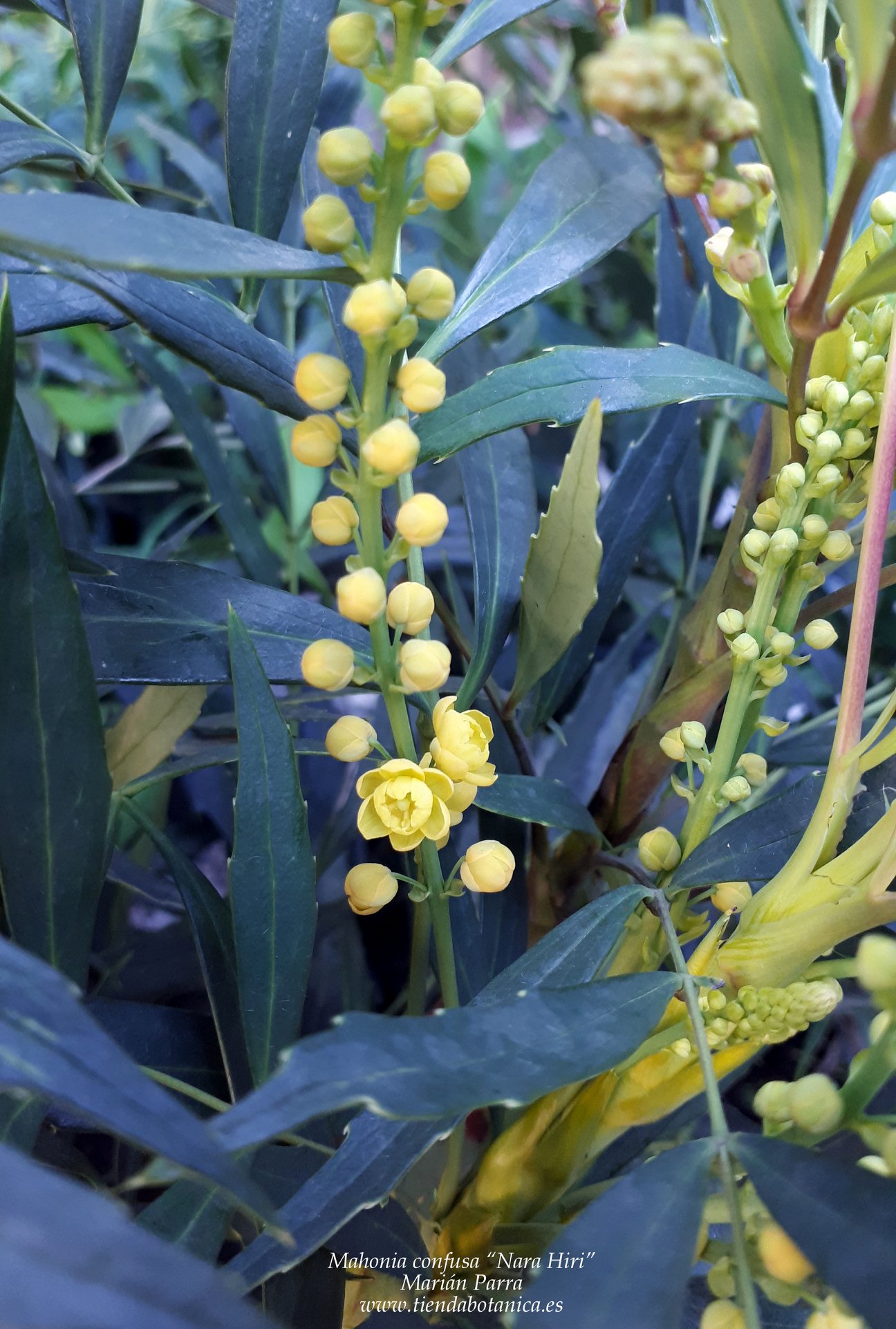 Tienda Botanica Durante Los Proximos Tres Meses Aproximadamente La Mahonia Confusa Nara Hiri Nos Regalara Su Maravillosa Floracion Recordad Que Es Un Arbusto De Hoja Perenne Y Que Prefiere Lugares Con