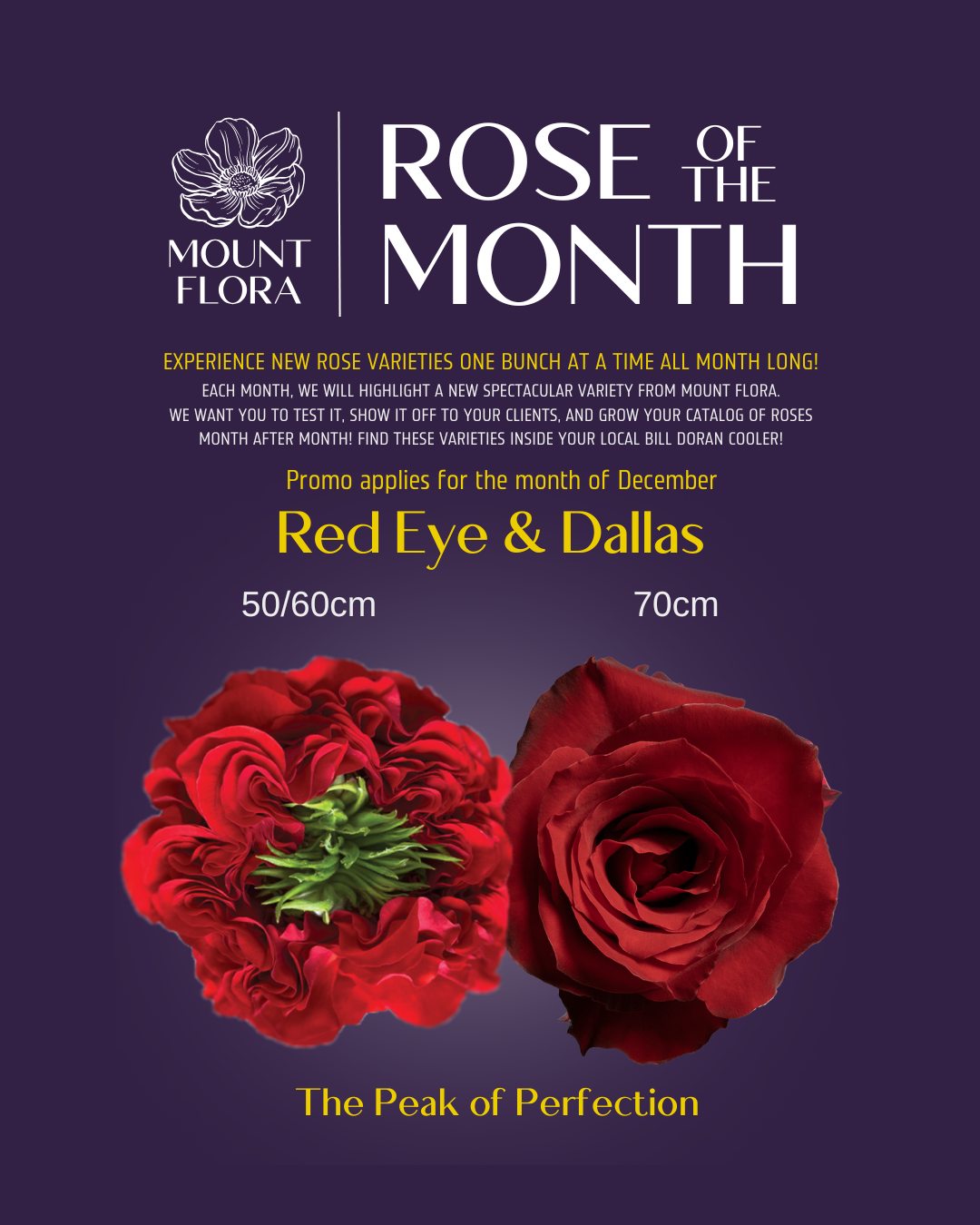 Introducing our December Roses of the... - Bill Doran Company | Facebook