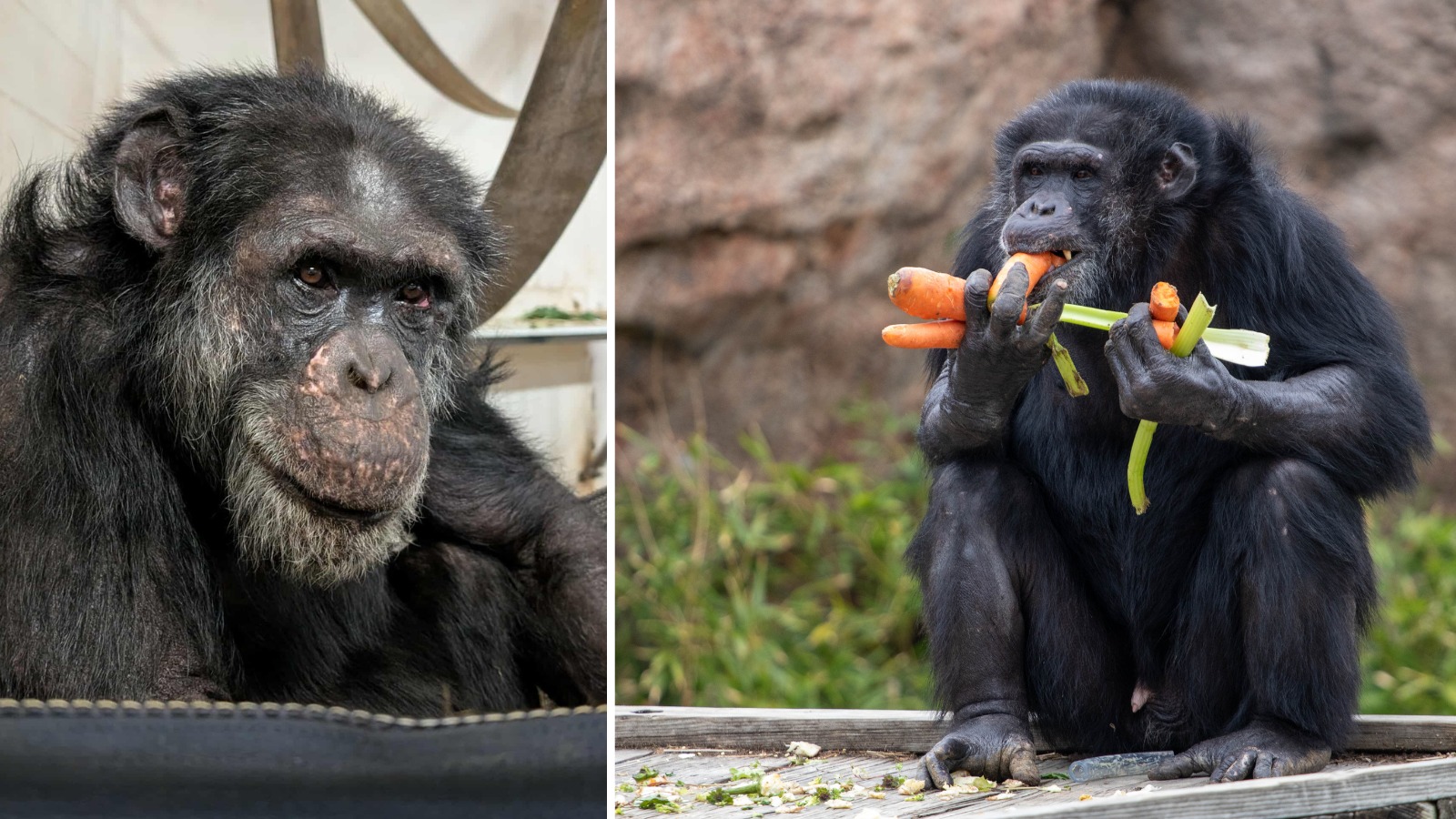 Sedgwick - We are deeply saddened to share that Mwana, a beloved member ...