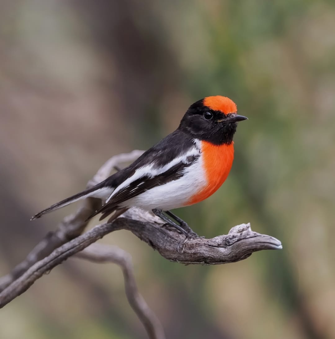 Wondershots - Red-capped Robin. Small Australian robin. Male black ...