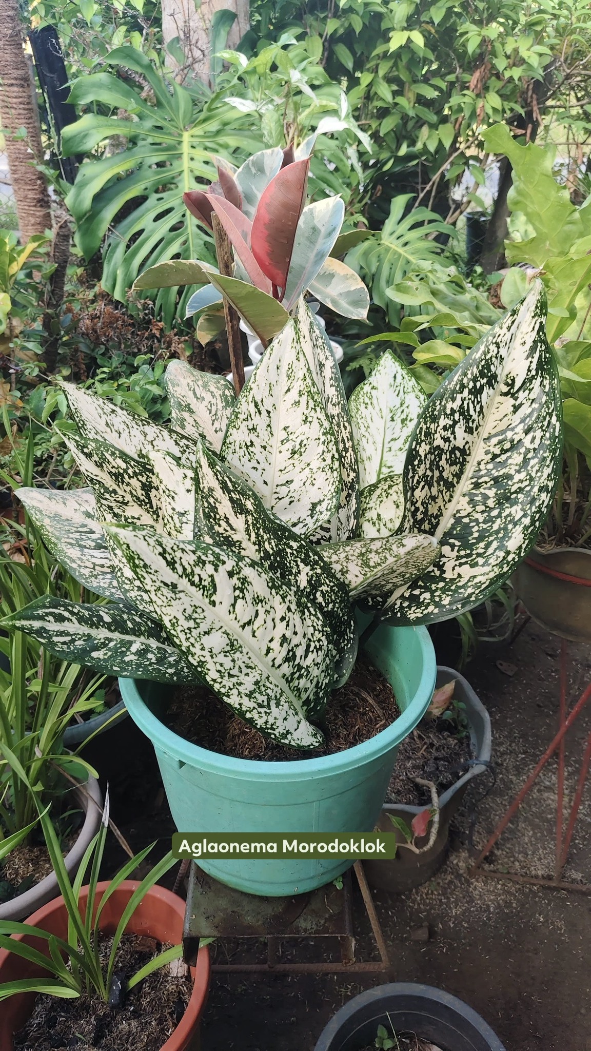 その他観葉植物 Aglaonema Moradok Lok Aglaonema 'Morodoklok' is a rare cultivar of Aglaonema Care Tips