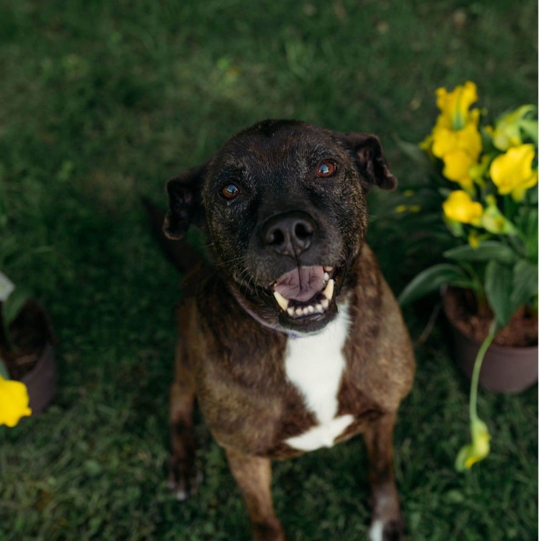 Oh! Rain!... - Second Chance Animal Rescue of Fayette County | Facebook