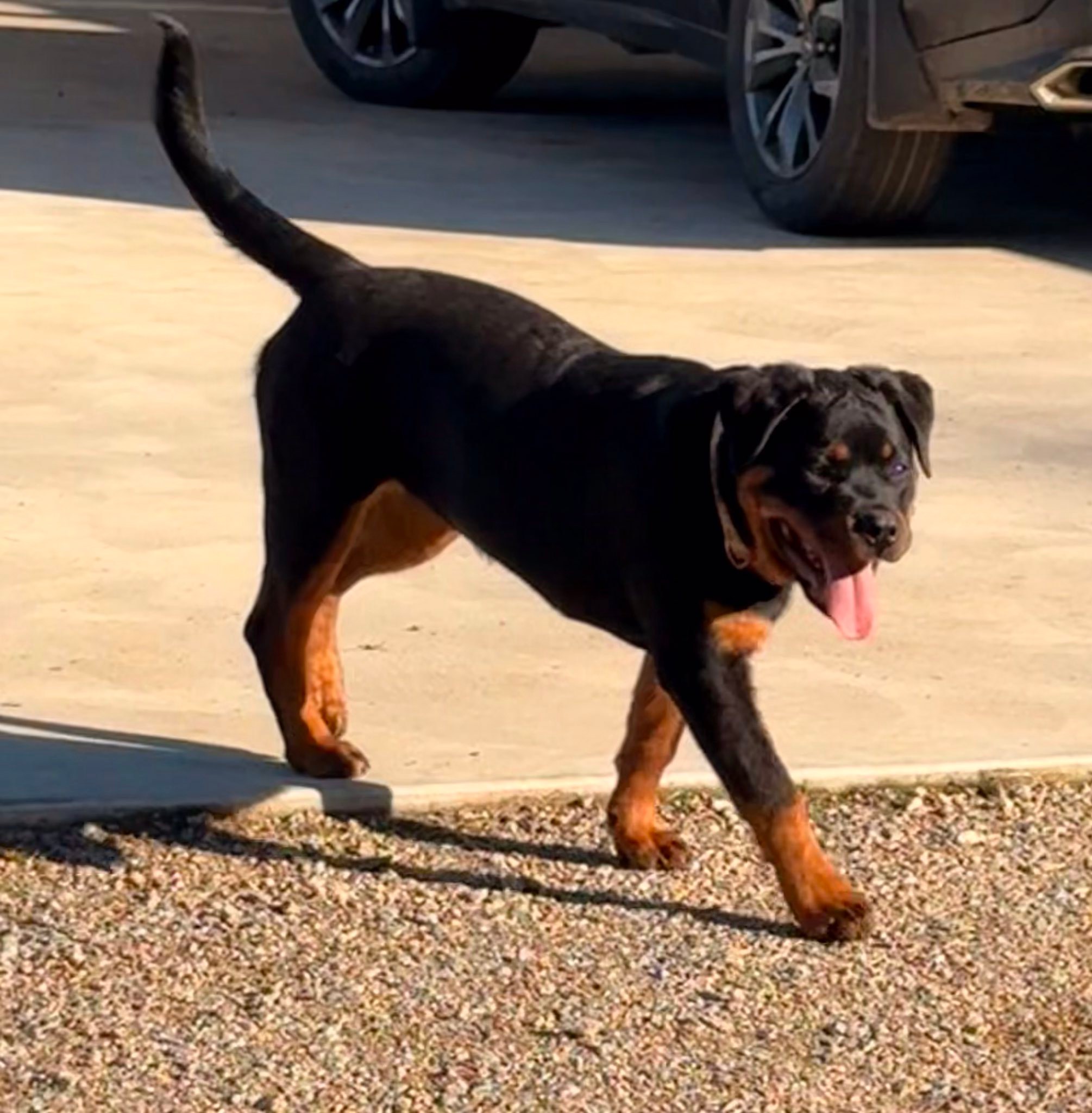 Swaggerhause Rottweilers and Berani Miniature Fox Terriers BIN ...