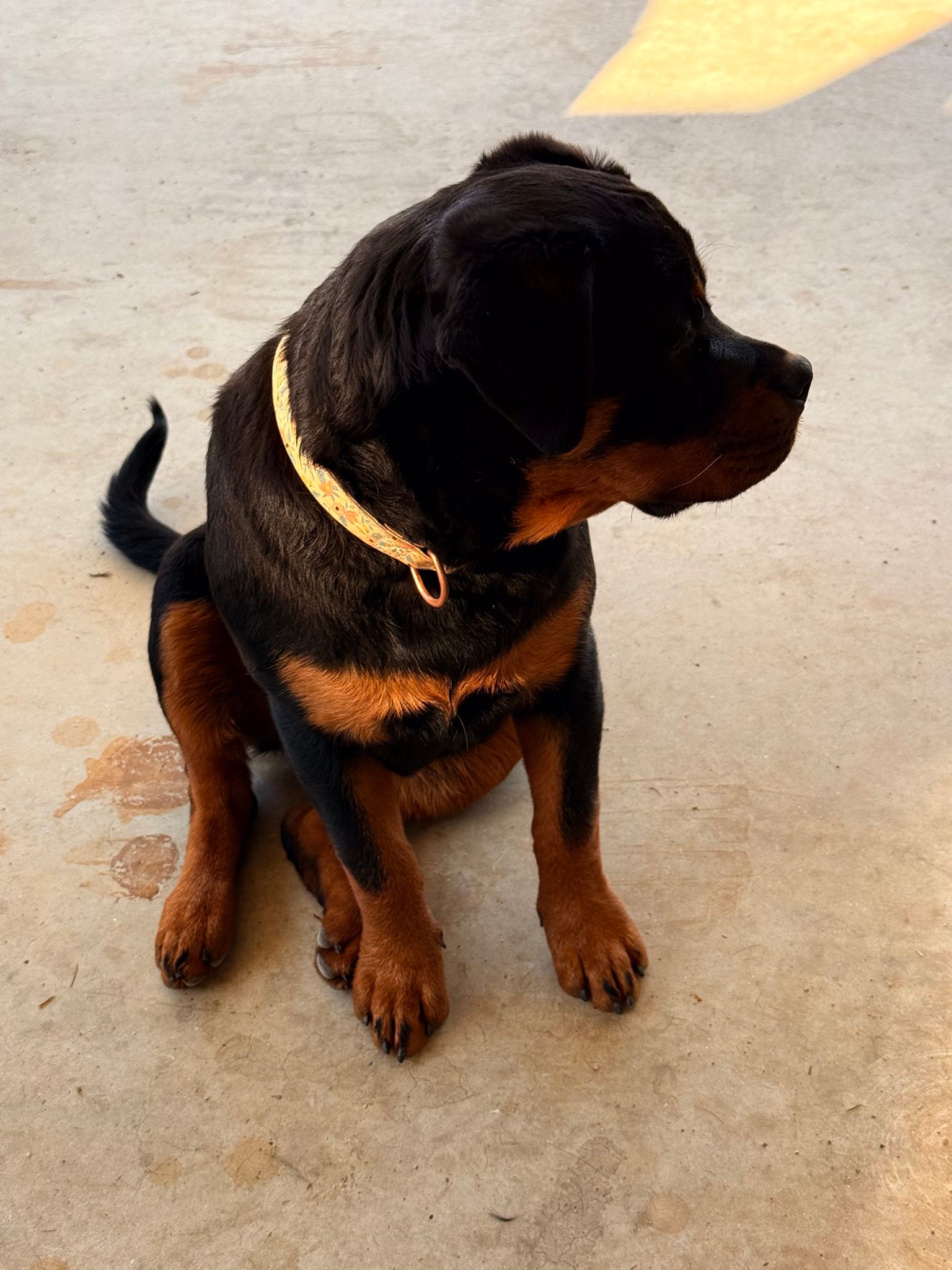 Swaggerhause Rottweilers and Berani Miniature Fox Terriers BIN ...