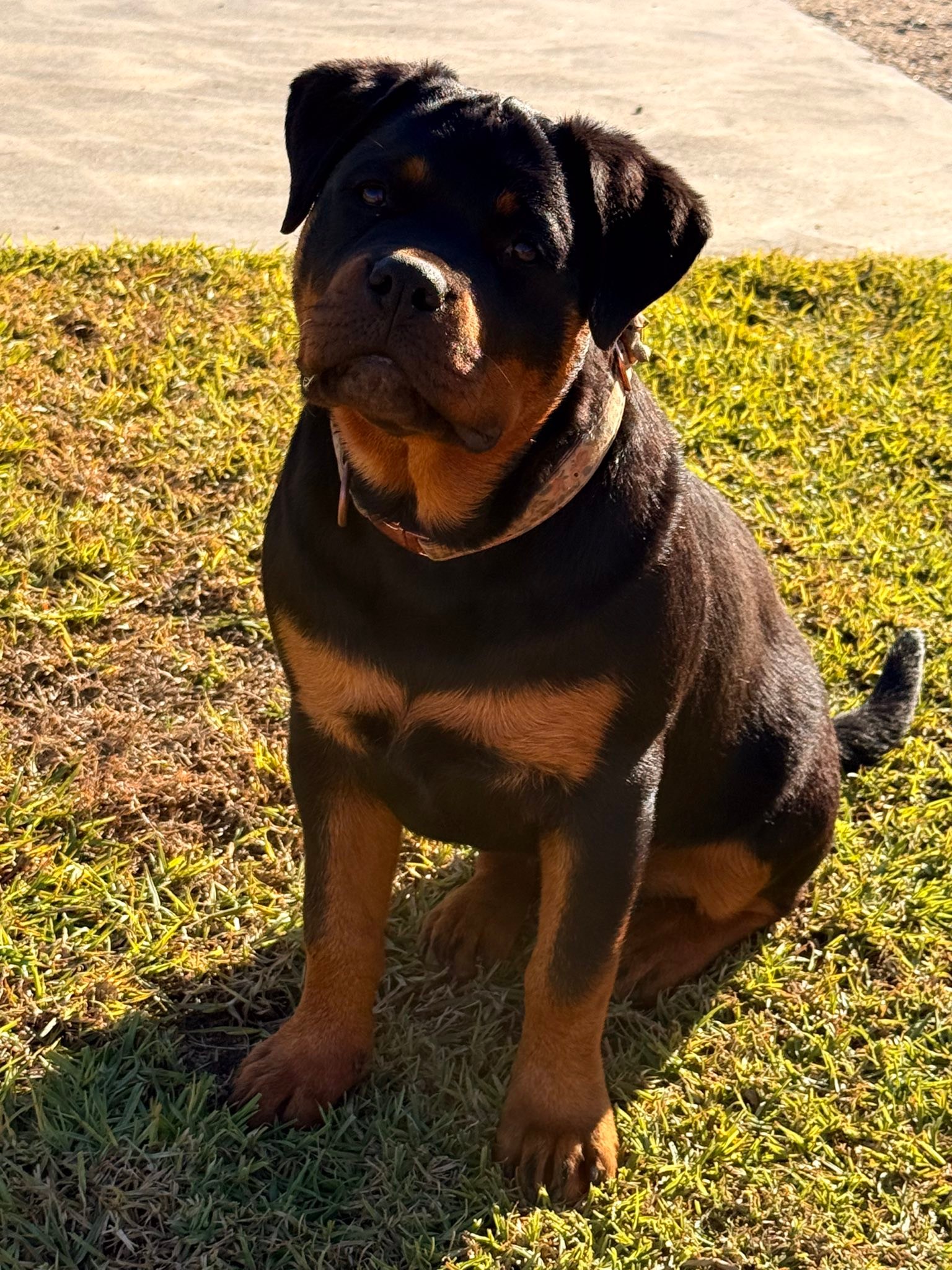 Swaggerhause Rottweilers and Berani Miniature Fox Terriers BIN ...