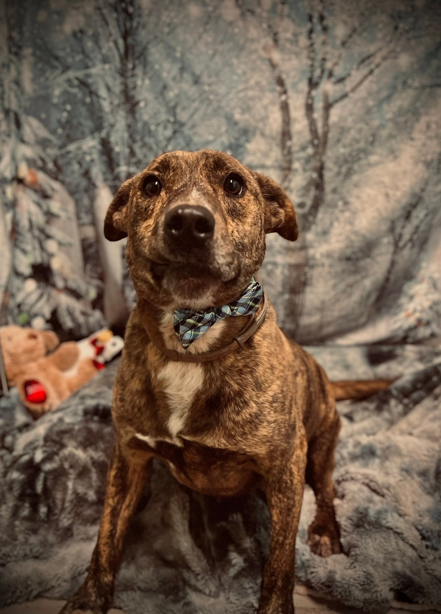️🐾 Our Current Dogs Up... - Ritchie County Humane Society | Facebook