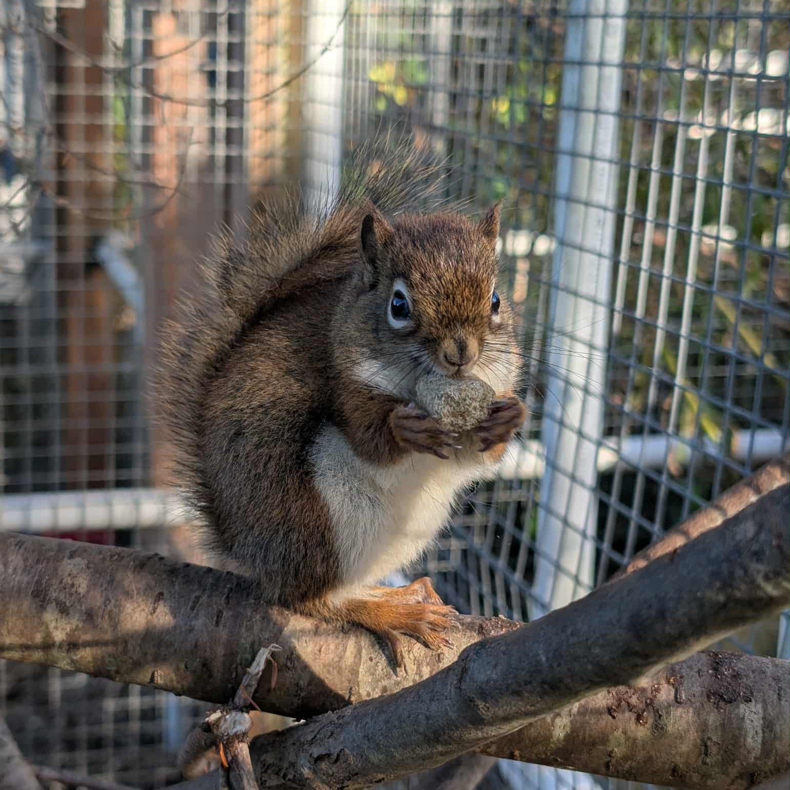 Hope - 'Tis the season! Do your local red squirrels seems to be getting ...