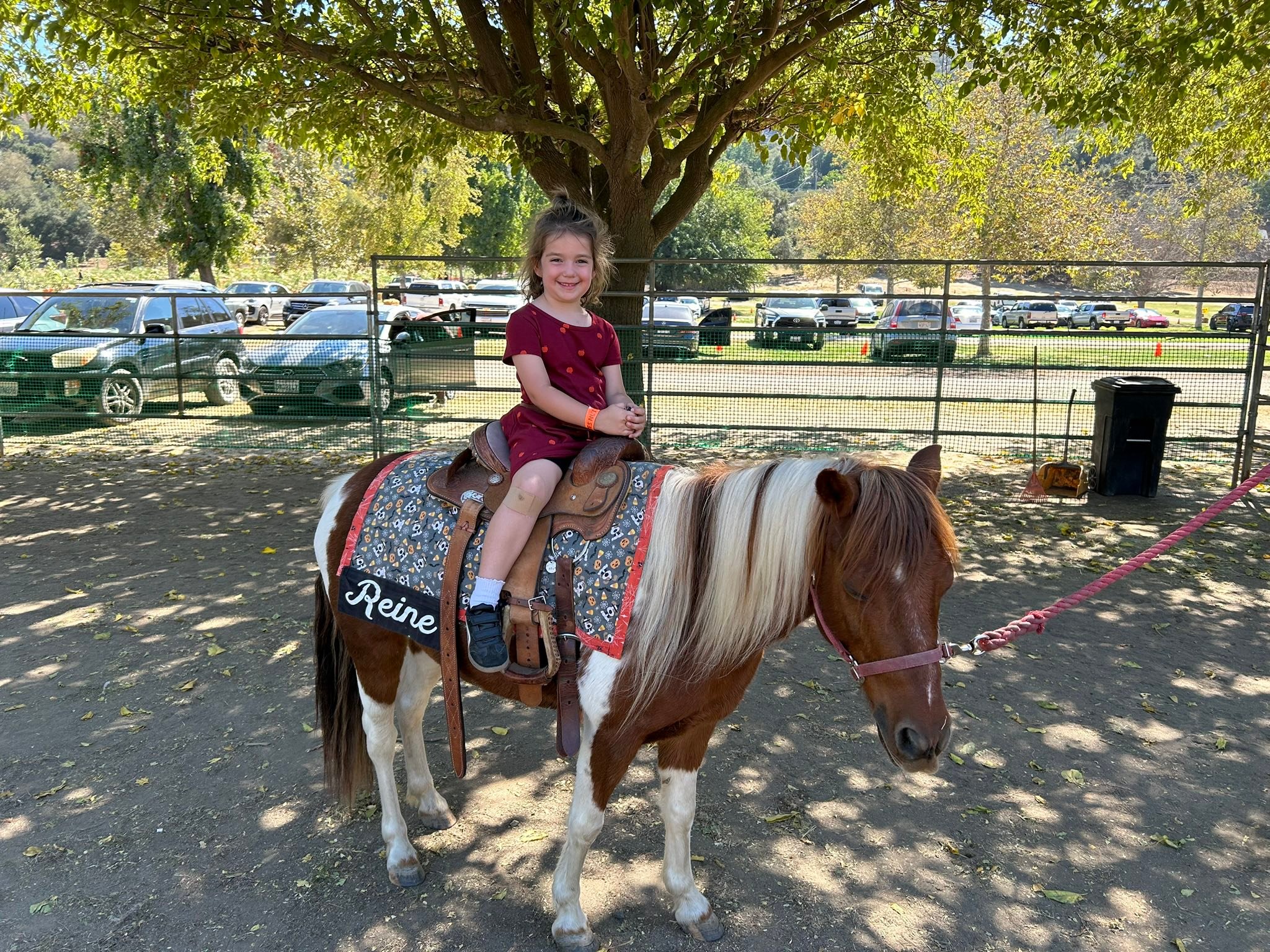 Snows Pony Rides & Farm Animals