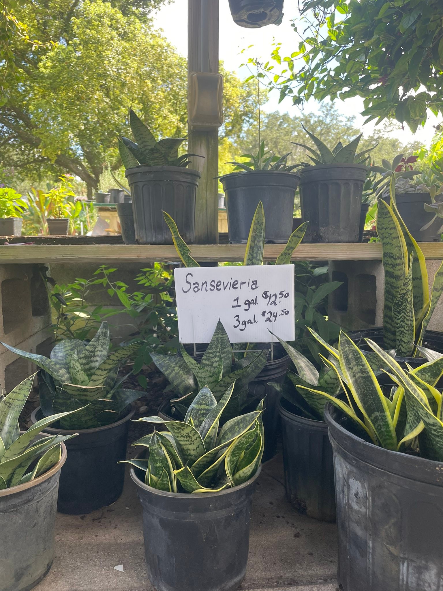 What Sansevieria books cover varieties and care?