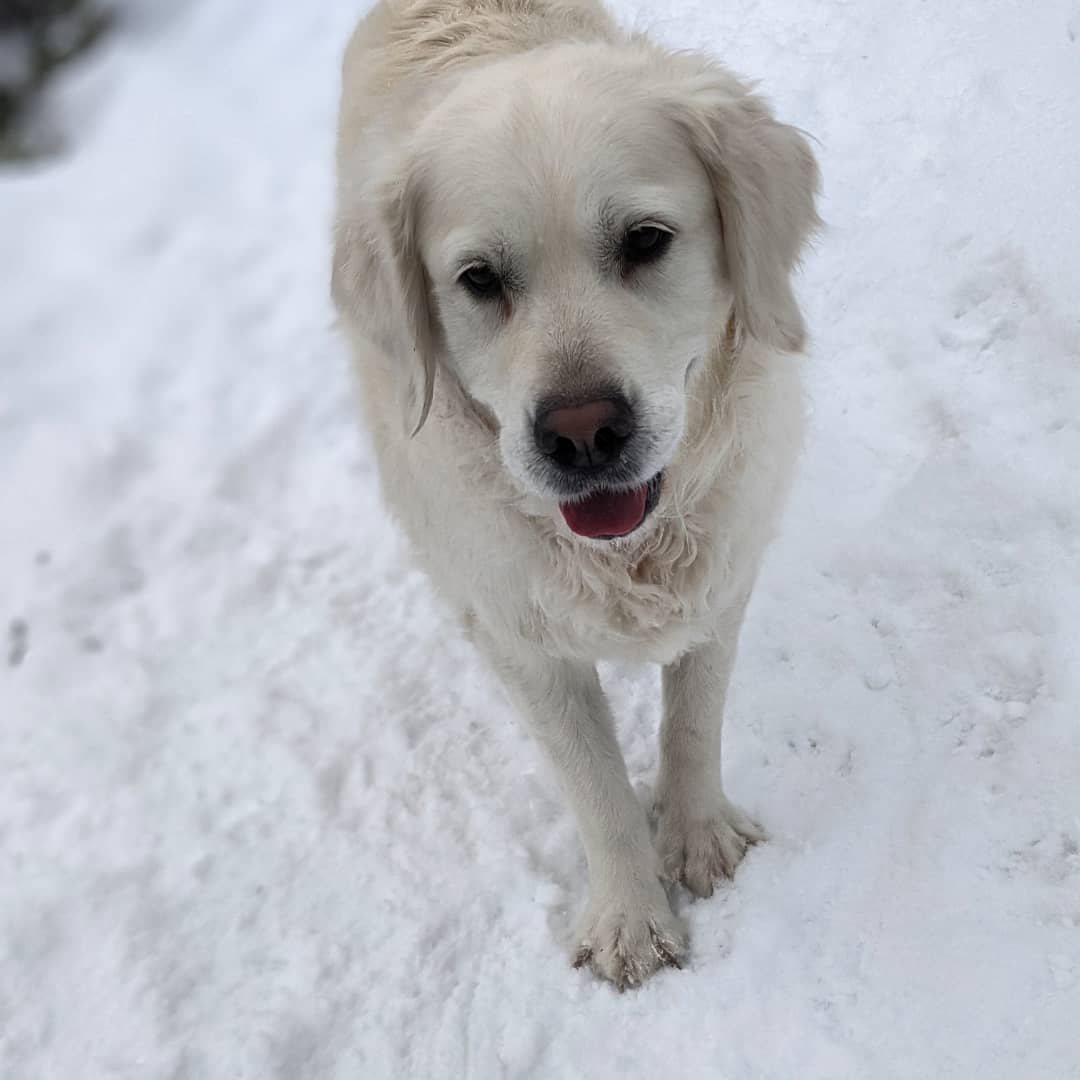 Alpine Tails Dog Walking Co.