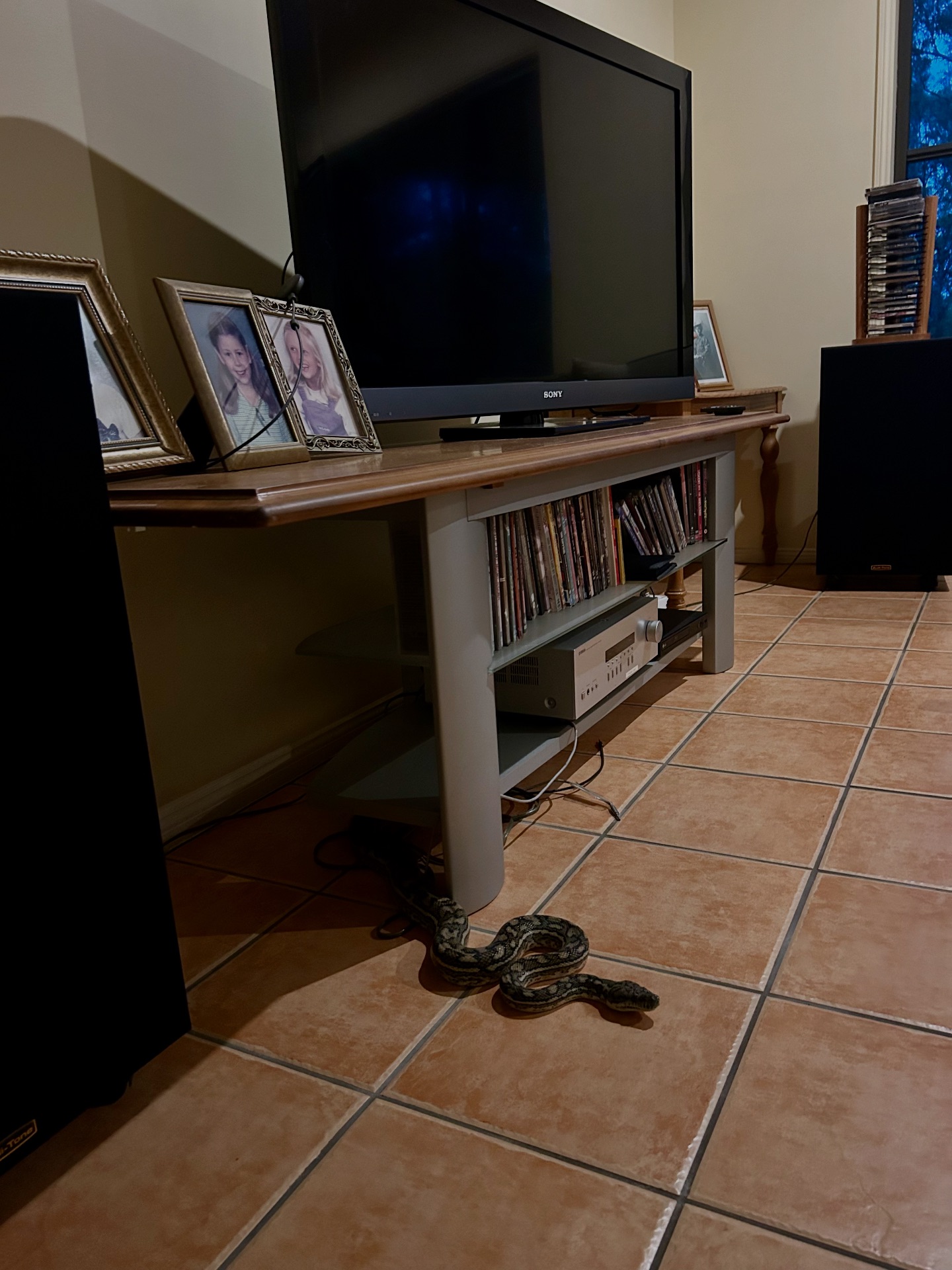 Sunshine - What channel do you guys wanna watch? 🐍 Summer relocated ...