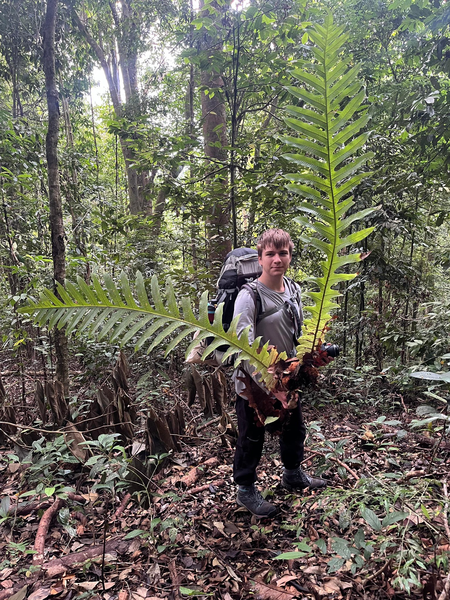 Drynaria heraclea, Mt. Bawang(West Kalimantan, Indonesia) at