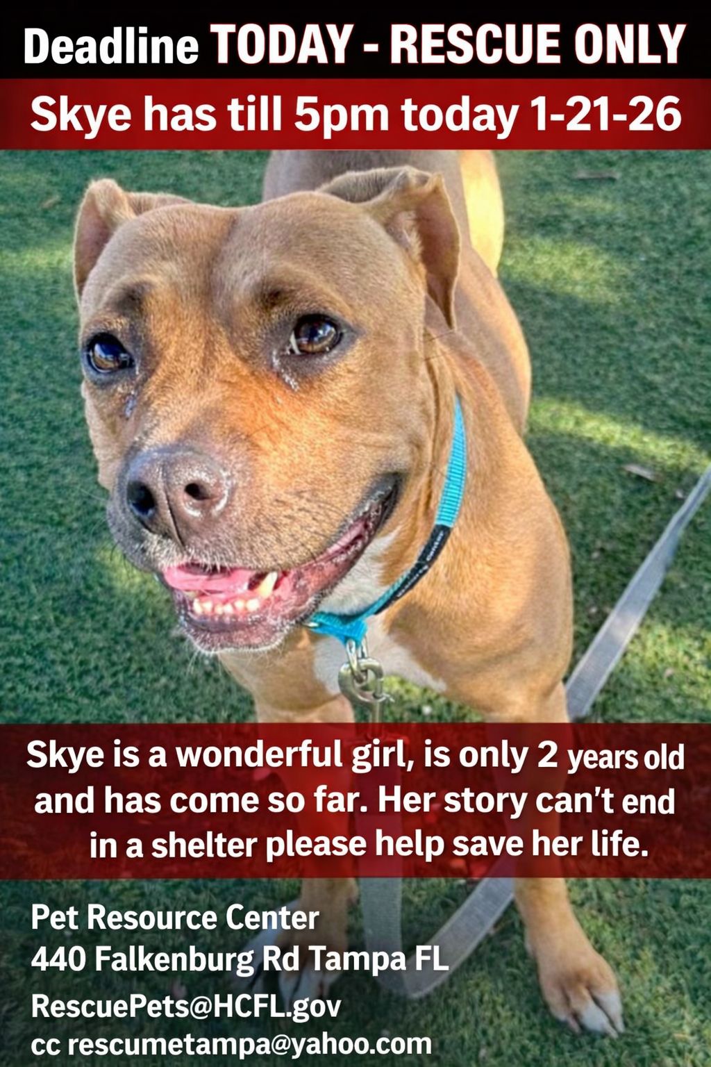 Great News SKYE has a... - Rescue Me Tampa - Shelter Dogs | Facebook