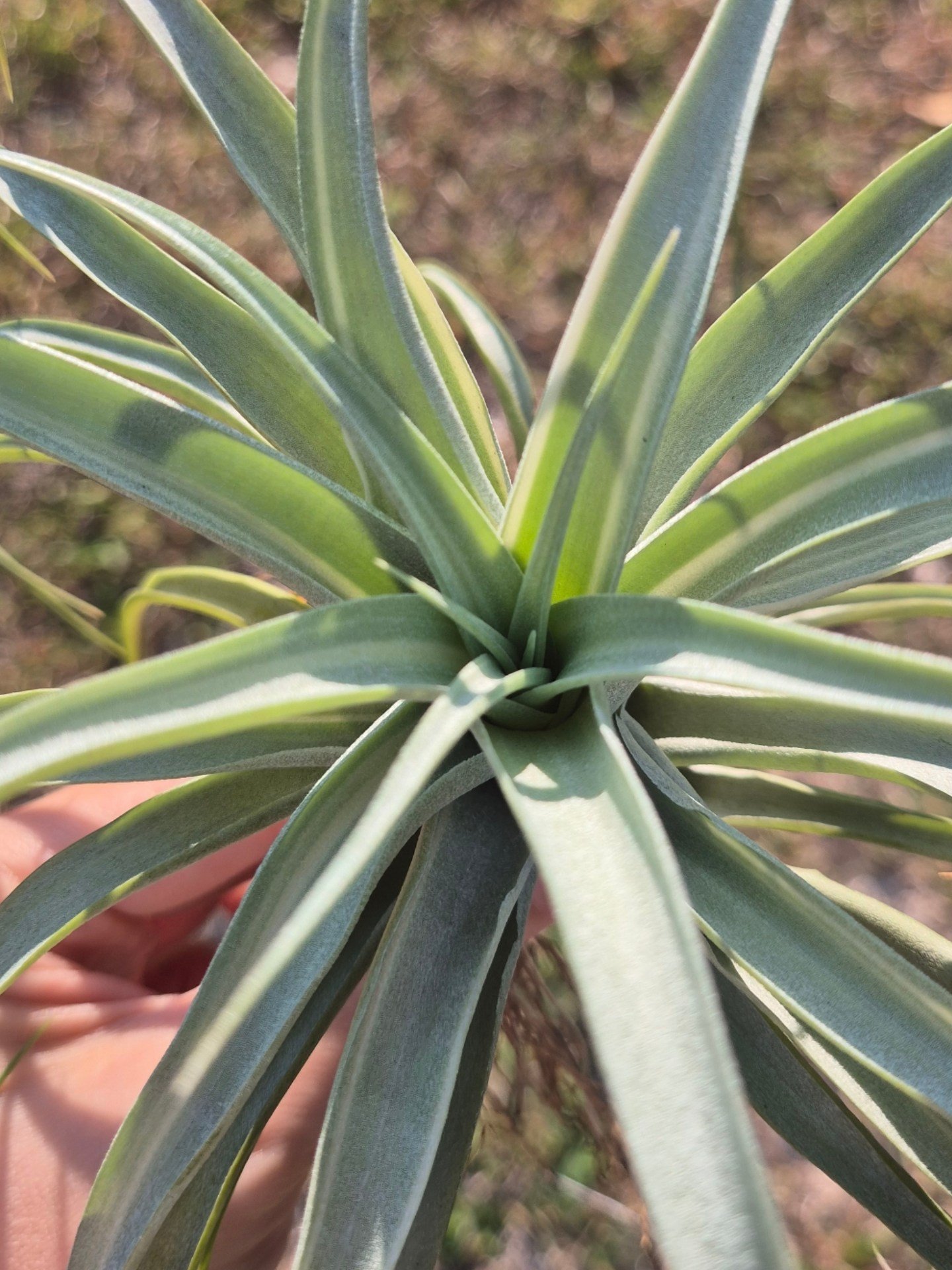 ✨️🌿Tillandsia Deborah Ann🌿✨️ One of the most rare and highly