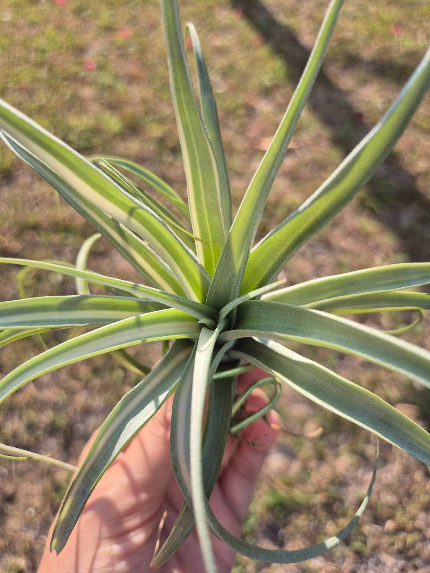 ✨️🌿Tillandsia Deborah Ann🌿✨️ One of the most rare and highly