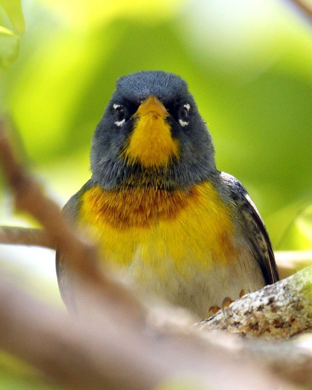 Happy 2026, please enjoy this compilation of birds staring