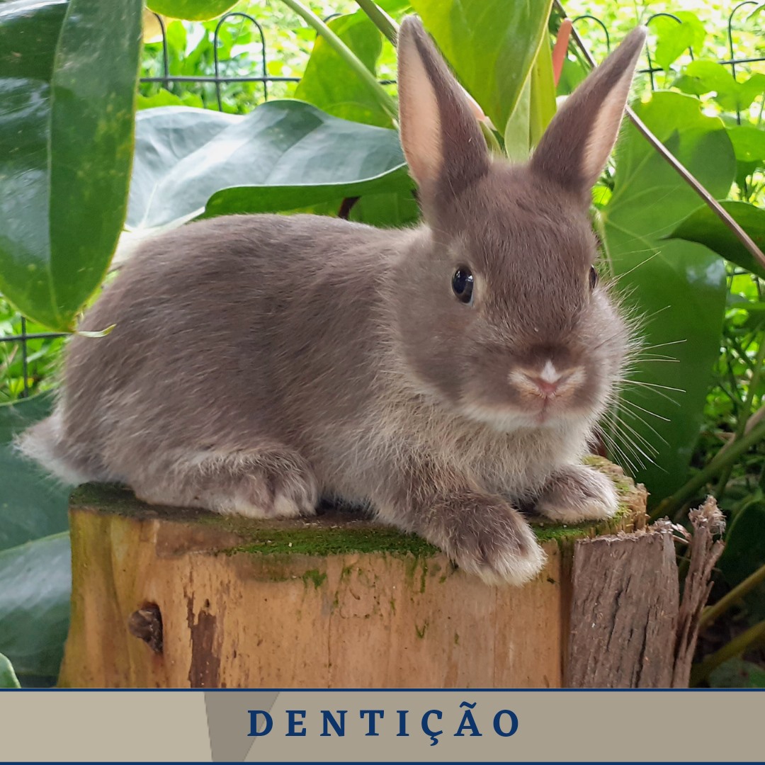 Os dentes dos coelhos cresem... - Angolana Coelhos | Facebook