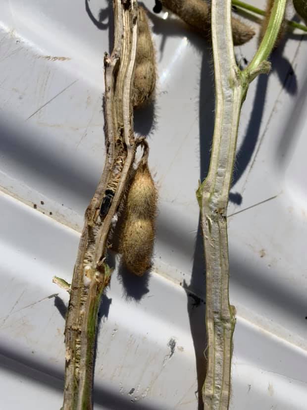 Pictures of split stems on... - Aspinwall area agronomy alert | Facebook