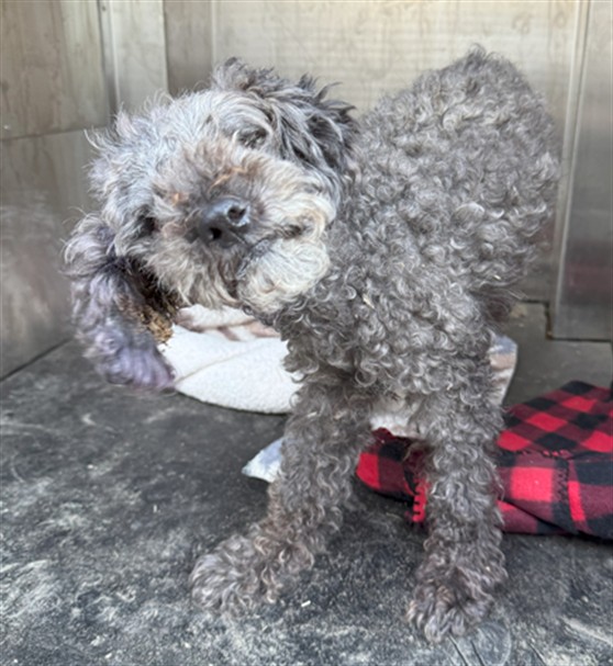 OPCA - ★ ★ADOPTED★ ★ – Per OPCA’s confirmation with shelter, ADOPTED ...