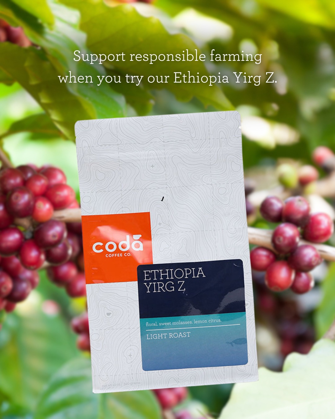 Coda Coffee Company | Denver CO