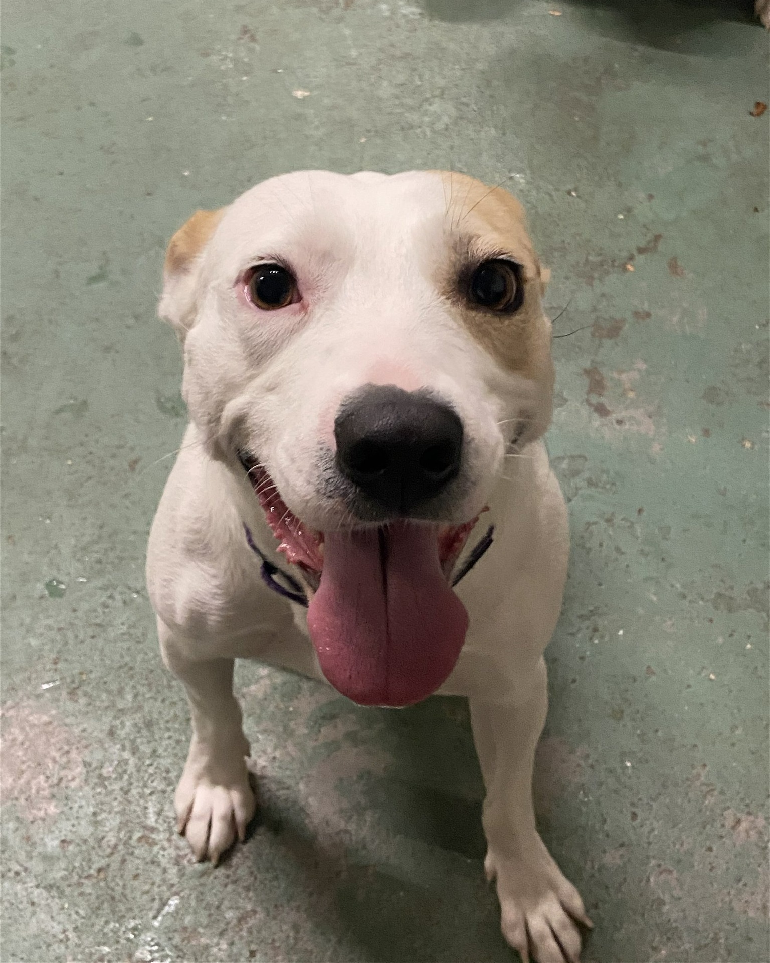 Meet Starr! She is... - Project Hope Animal Rescue Foundation | Facebook