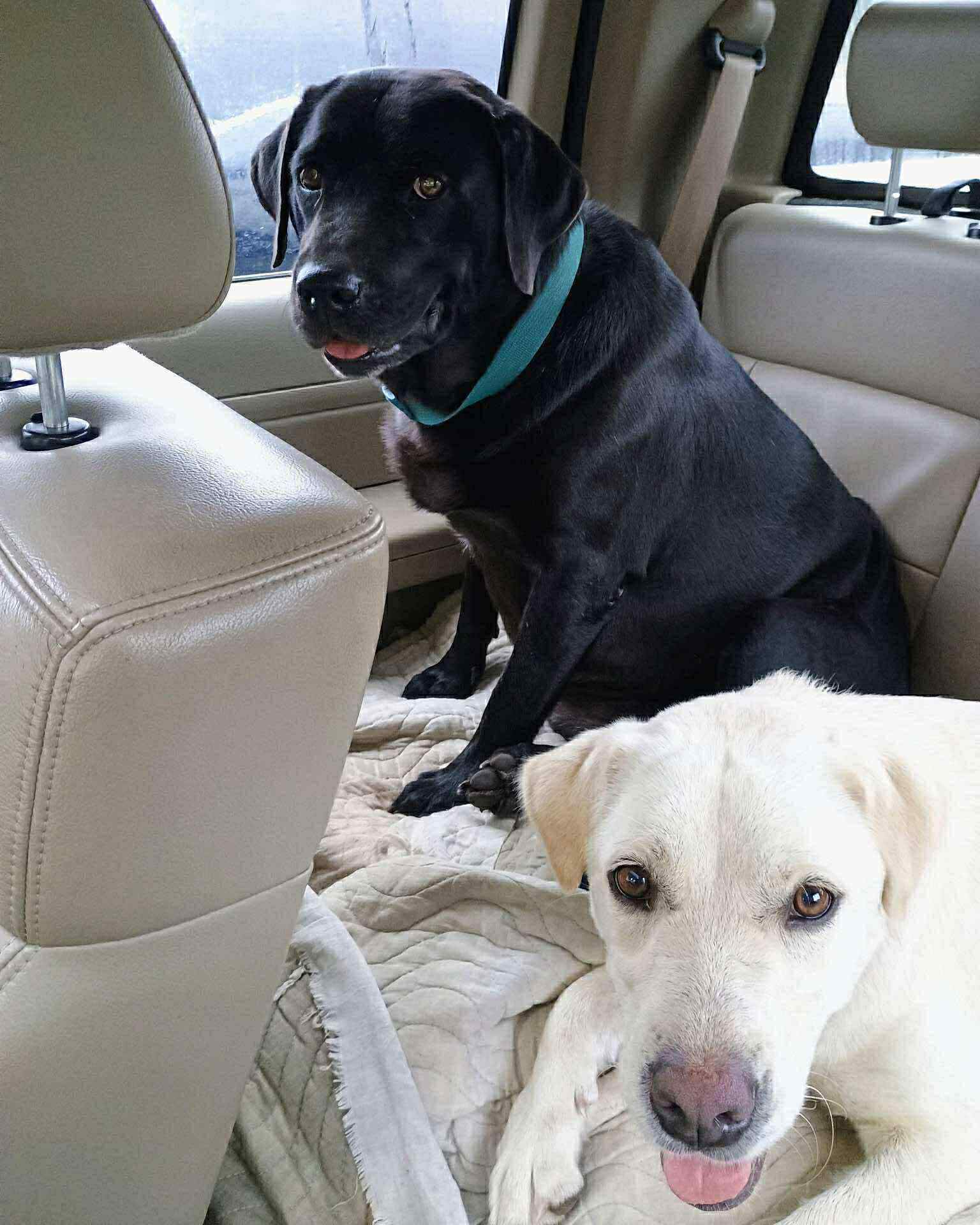 New England Lab Rescue added a... - New England Lab Rescue