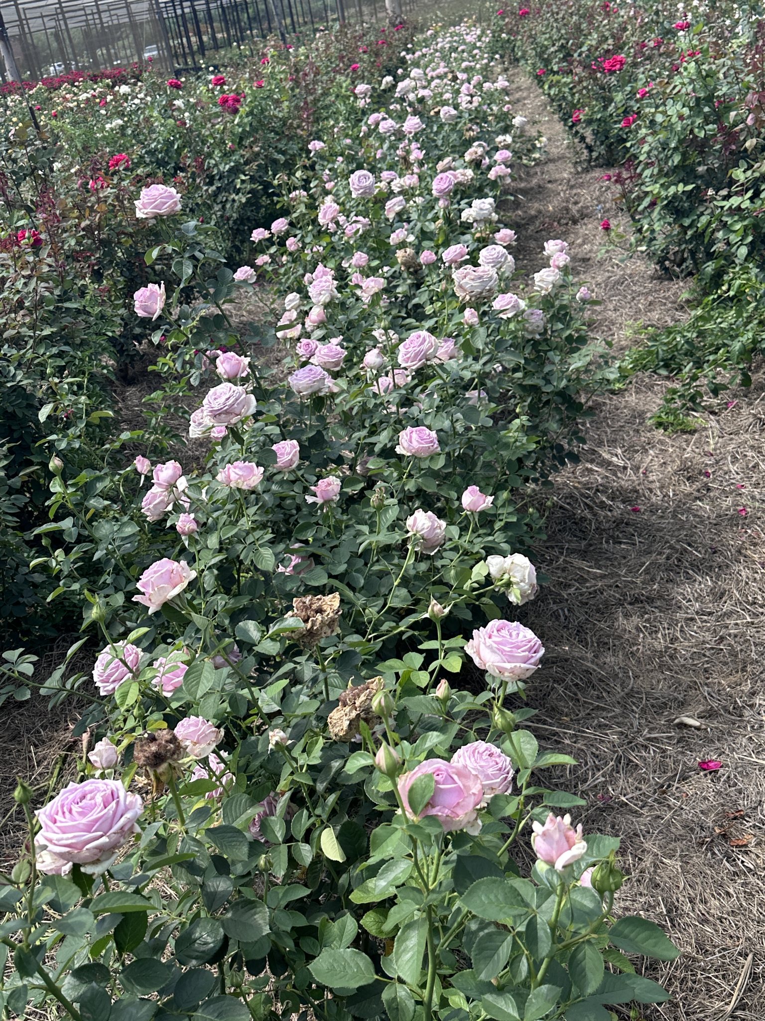 Ludwig's Roses - Ludwig's Roses added a new photo.