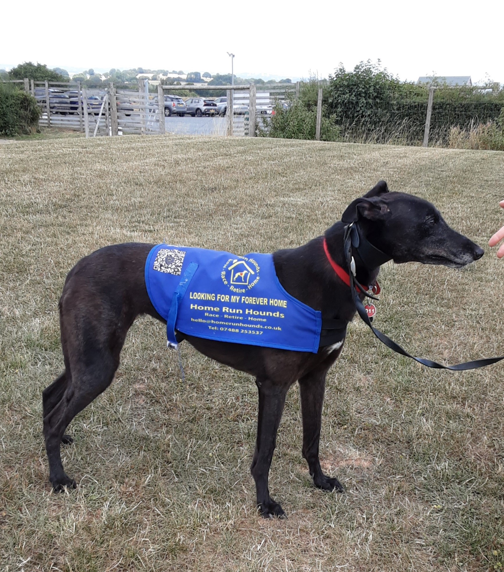 Home Run Hounds Greyhound Charity No 1209071