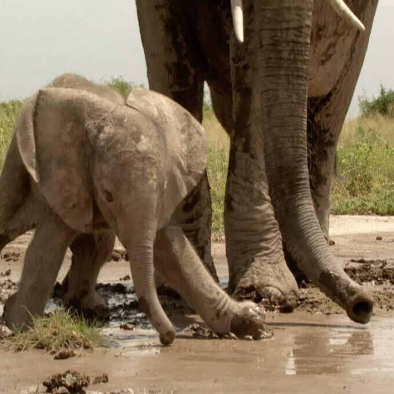 I Love - Witness the touching moment when a mother elephant ...