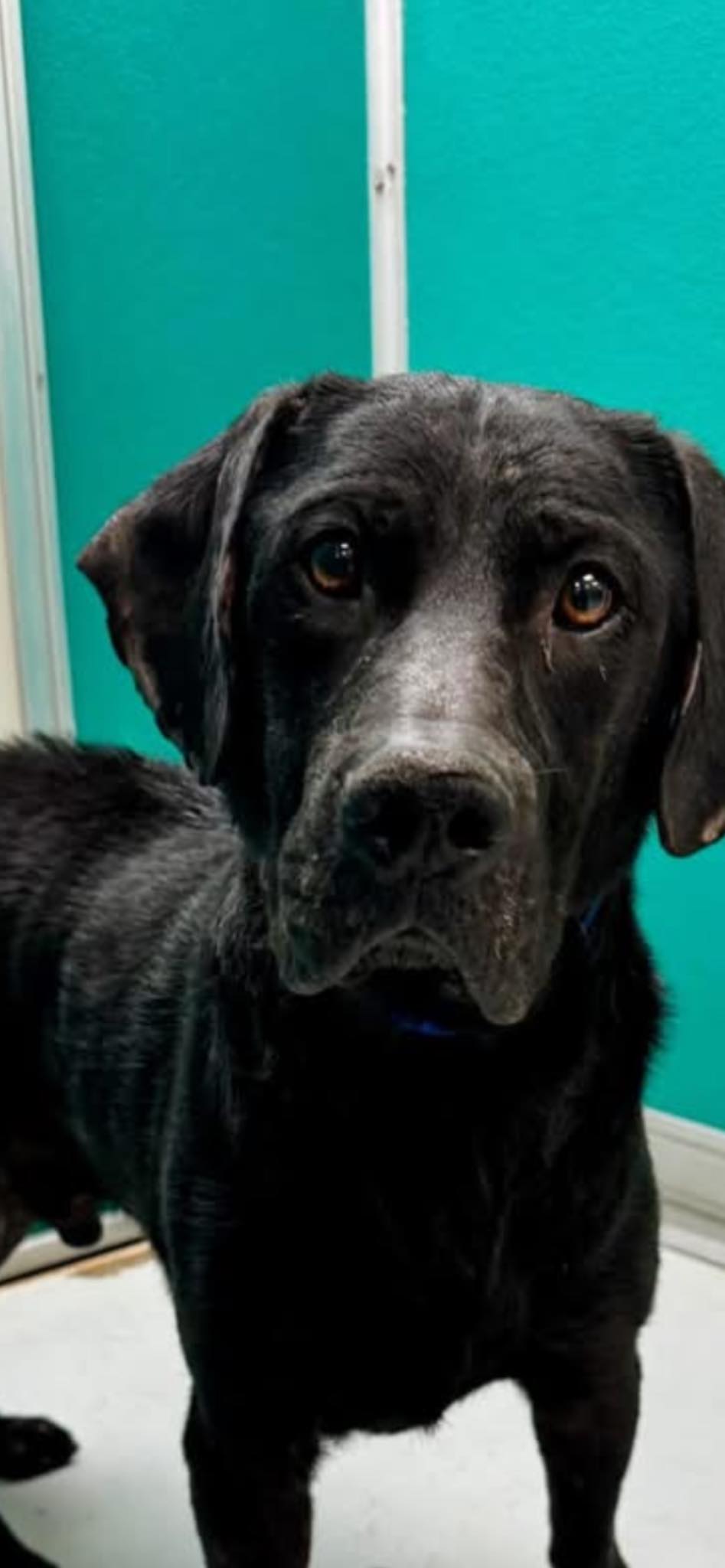 Heartland Lab Rescue | Oklahoma City OK
