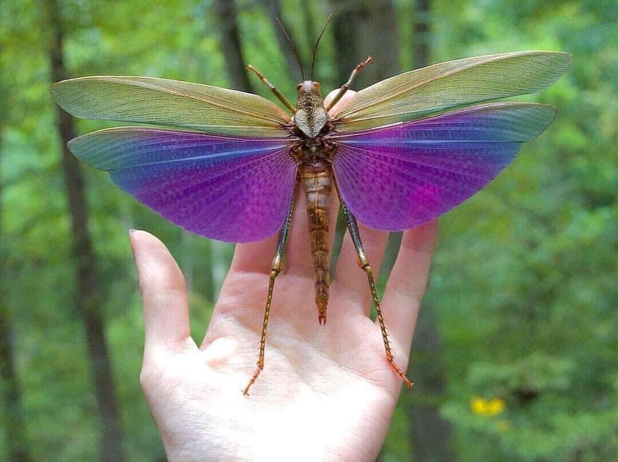 Purple winged grasshopper species: Titanacris albipes