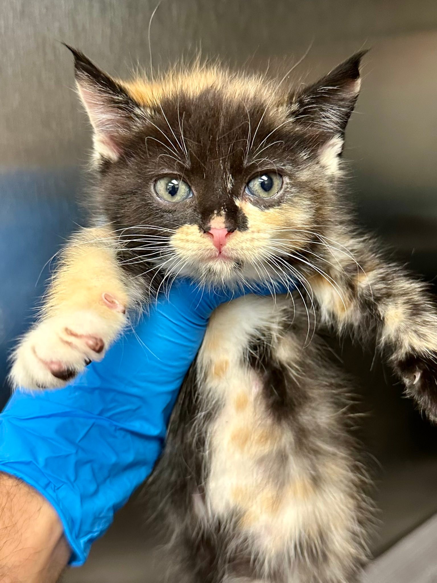 Kansas - Noodle: ADOPTED | Facebook