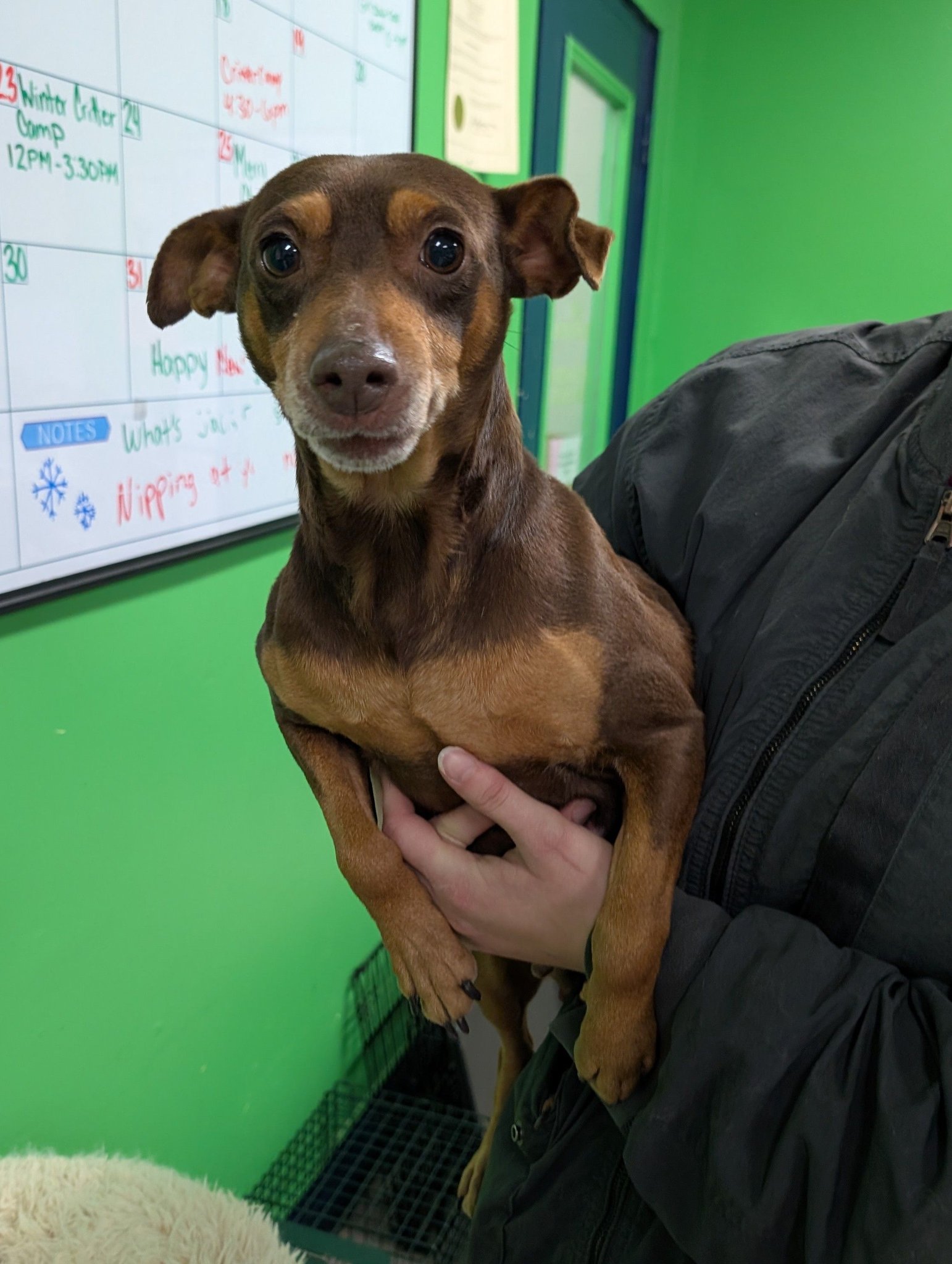 Warrick - UPDATE: Pre-adopted! 🐾Meet Carley🐾 Carley is a 4 year old ...