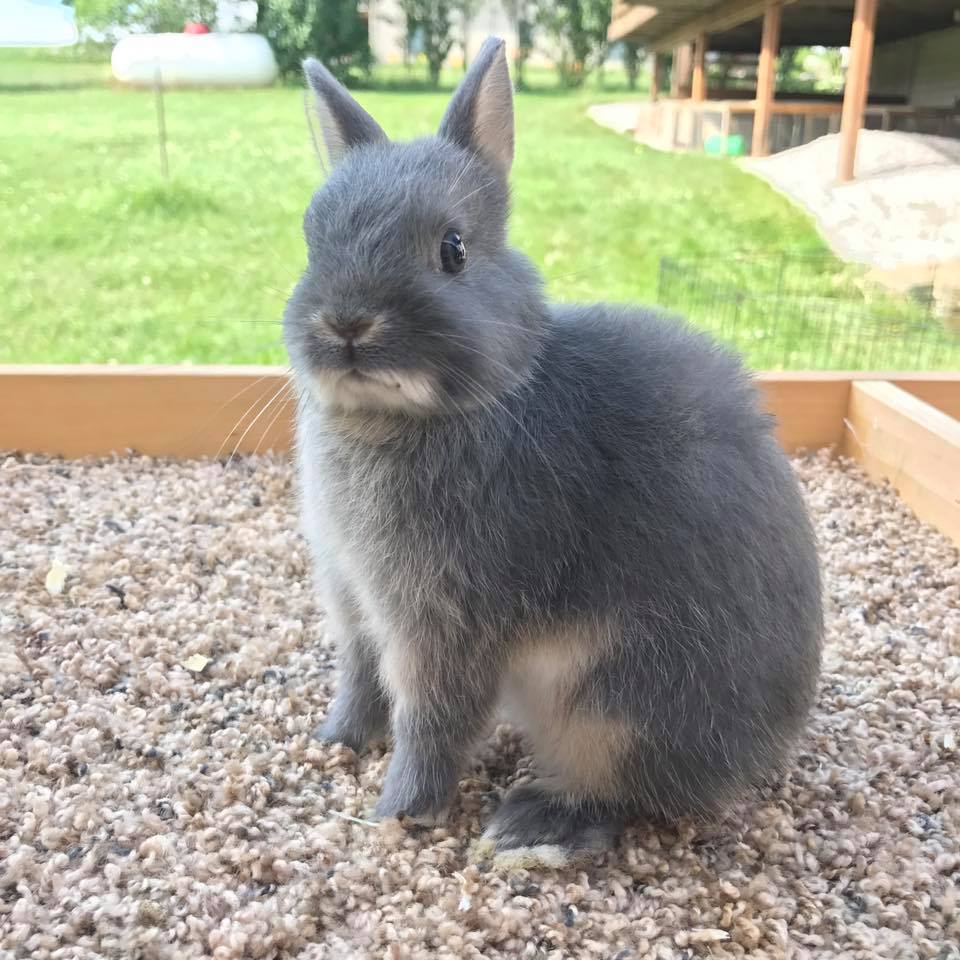 Clover Fields Rabbitry | Rockford MI