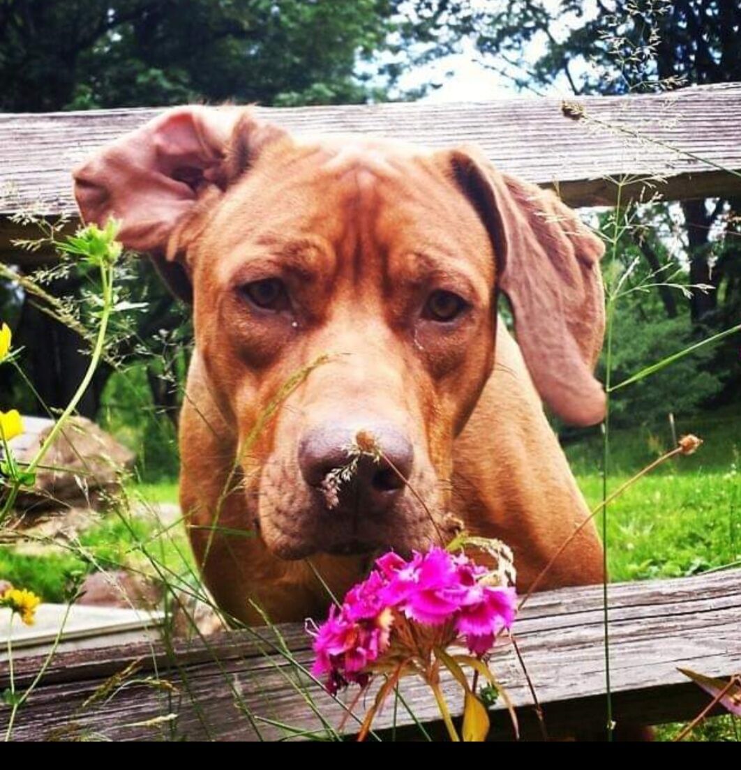 Rhodesian Ridgeback Rescue, Inc. - Mid-Atlantic Region