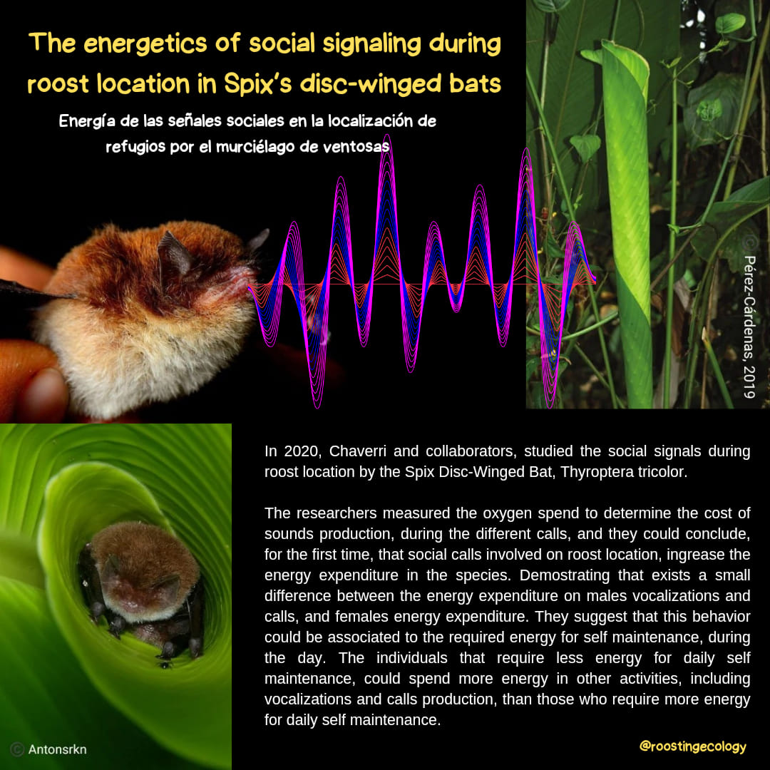 En 2020, Chaverri y... - Roosting Ecology of Neotropical Bats
