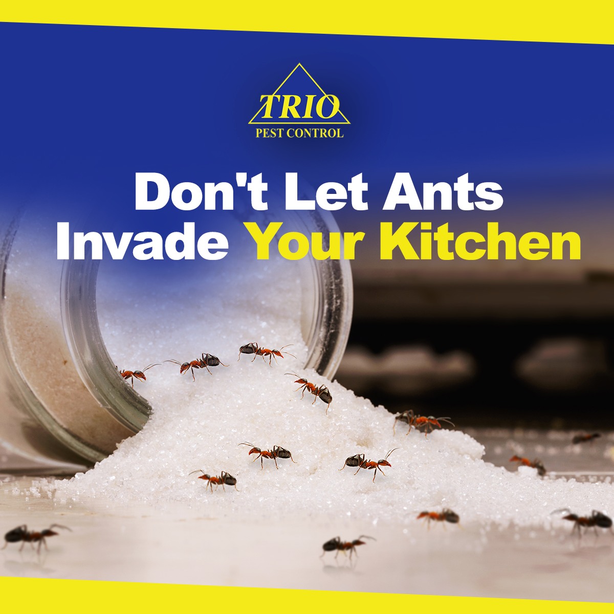 Trio Pest Control