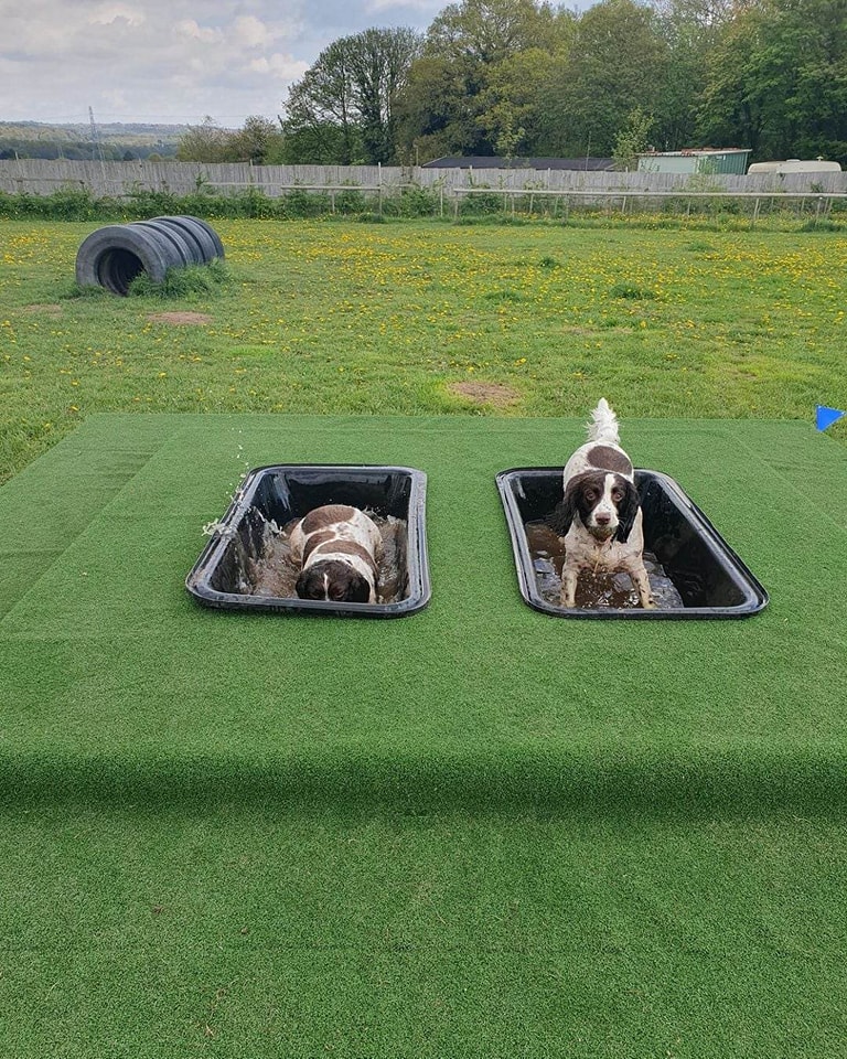 bluerose-dog-park-kingswinford
