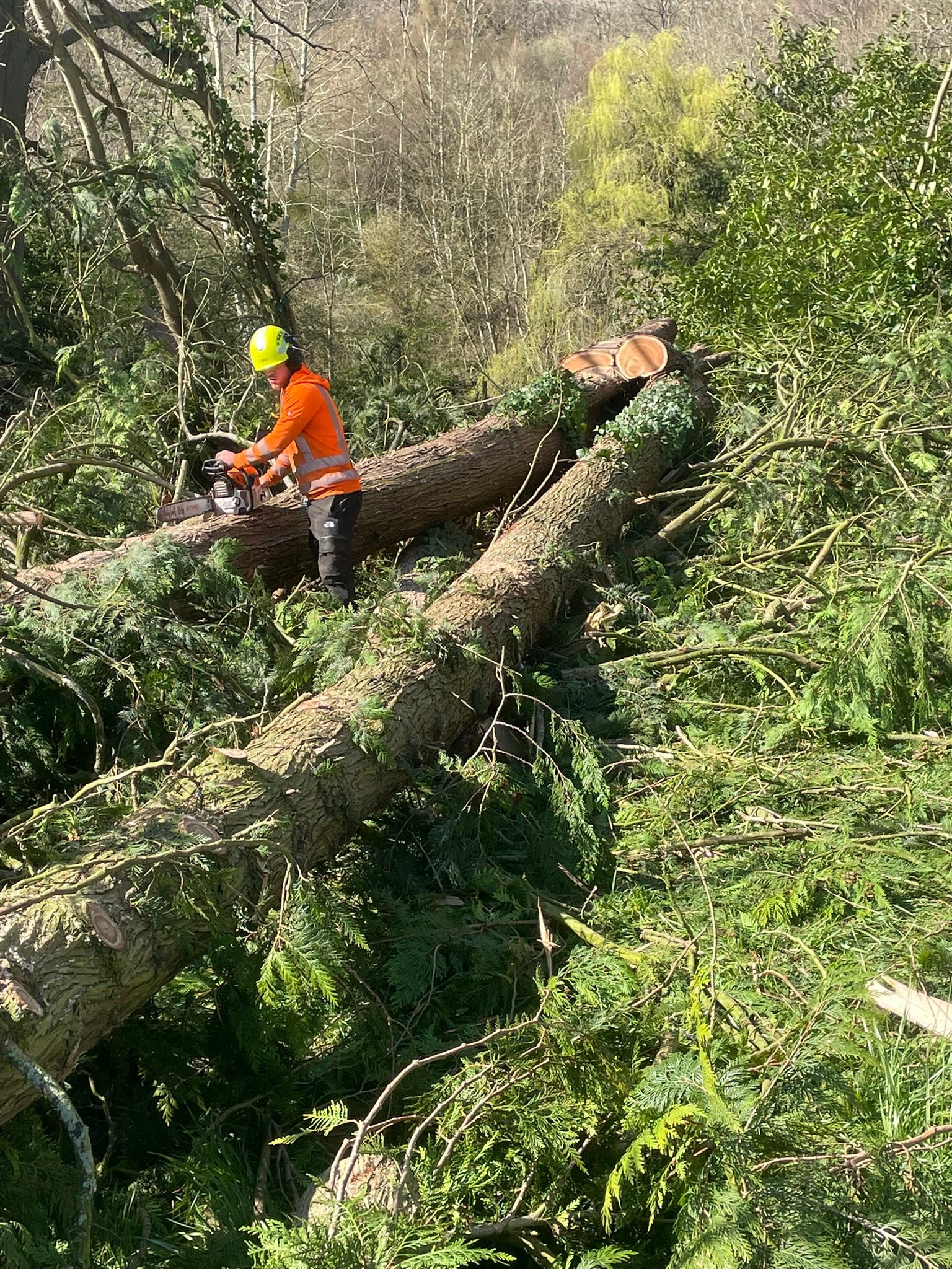 1st class tree surgeons | Abingdon