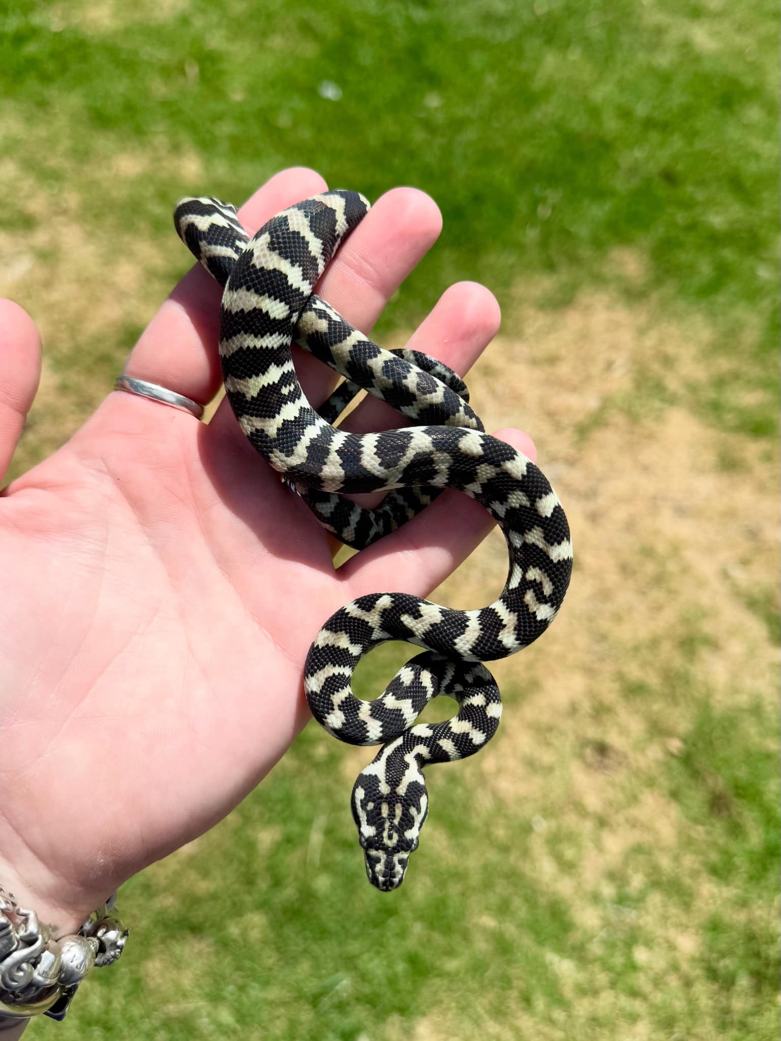 Fins, - Our gorgeous Axanthic Jungle Python has been out enjoying the ...