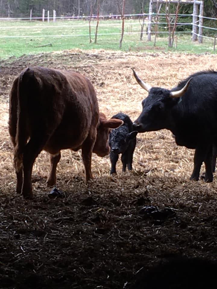 Two Rivers Farm | Flat River PE