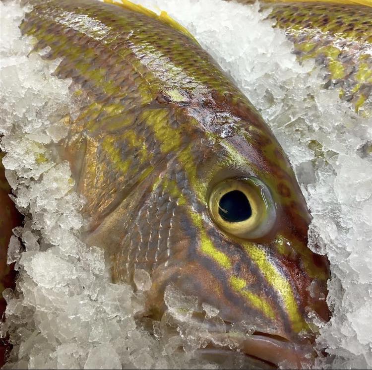 Southwestern - AVAILABLE BUNBURY TODAY🐠🐟🐠🐟 We are OPEN today. Loads of ...