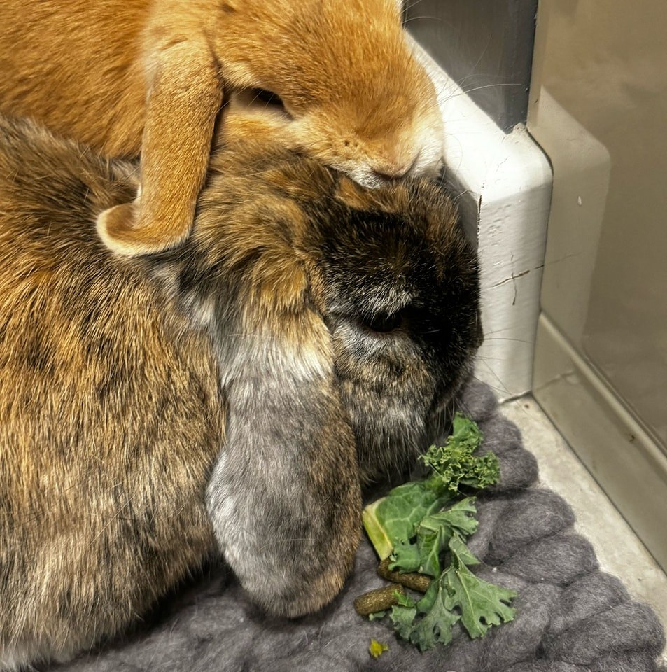 Bramble Lodge - All rabbits boarding from 1st July 2026... | Facebook