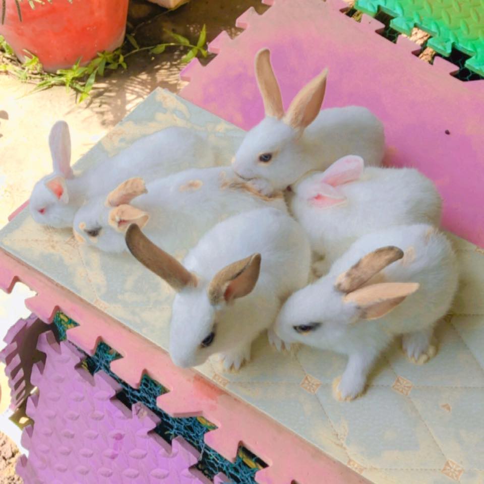 Rabbit Cambodia | Phnom Penh