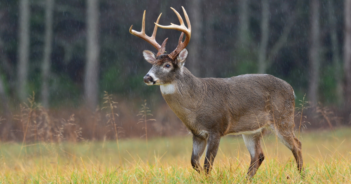 KILLSHOT - Wildwood MO is planning to cull 239 deer in 2026. Why ...