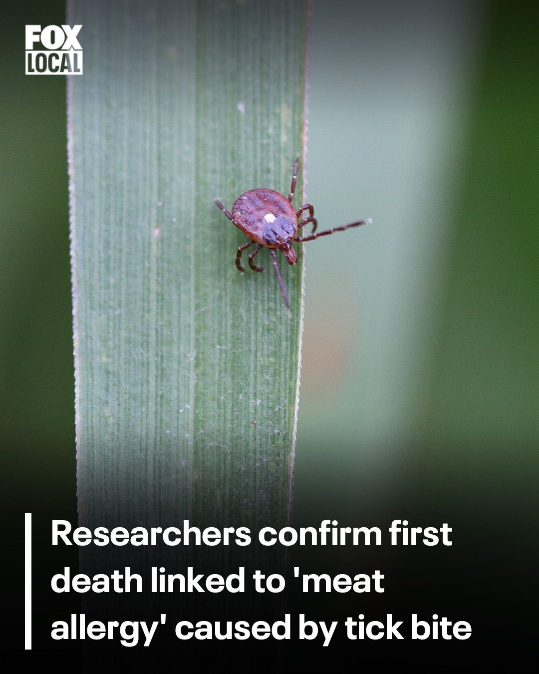 FOX - A New Jersey man who died last year is believed to be the first ...