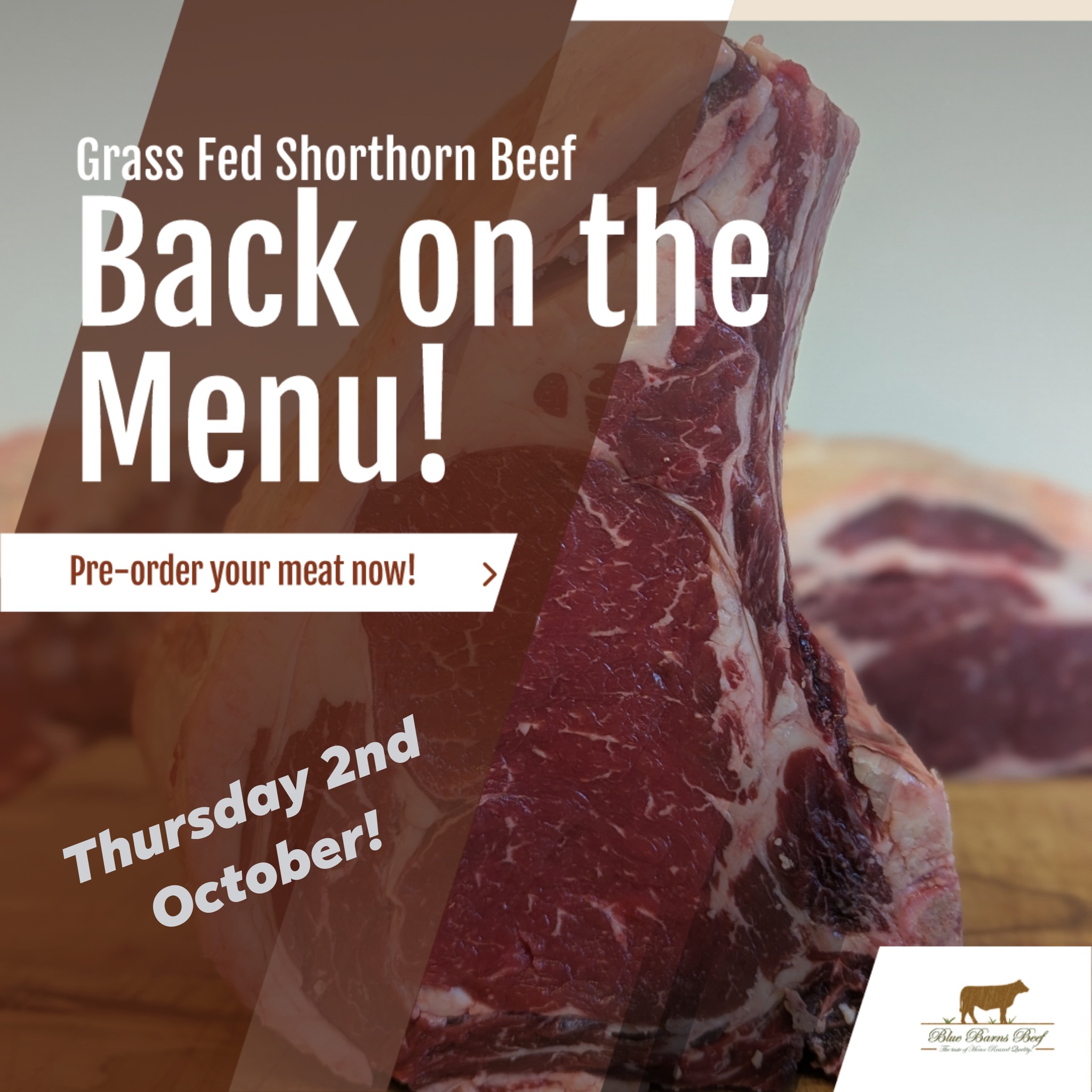 Blue - We are excited to have another premium Shorthorn animal back to ...
